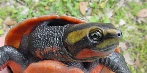 Save the Alabama Red Bellied Turtle NOW! | Tortoise turtle, Turtle ...