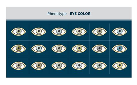 Genotype Vs Phenotype Eyes