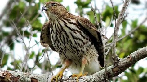 Hawk Identification Guide: Types, Characteristics, And Photos