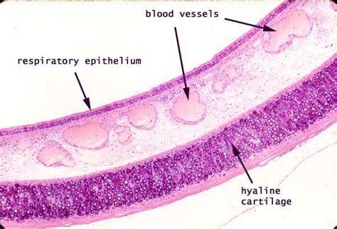 Larynx Histology