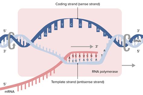 Mrna Transcription Diagram