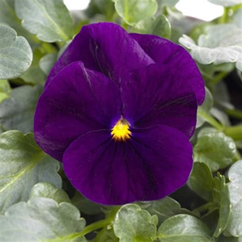 Viola Flower Garden Seeds - Sorbet F1 Series - Purple - 100 Seeds ...