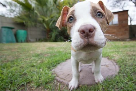 Pit Bull Puppies: Everything You Need to Know | The Dog People by Rover.com