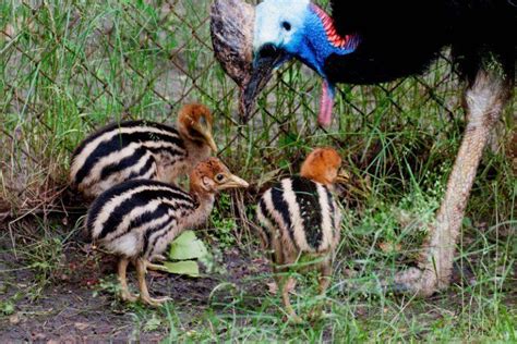 Southern Cassowary – Facts, Habitat, Diet, Pictures