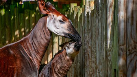 Baby Okapi at Cincinnati Zoo Takes Its Very First Steps