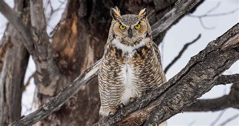 Great Horned Owl Overview, All About Birds, Cornell Lab of Ornithology