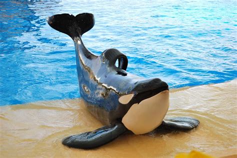 Discover Why Some Orca Dorsal Fins Collapse - A-Z Animals