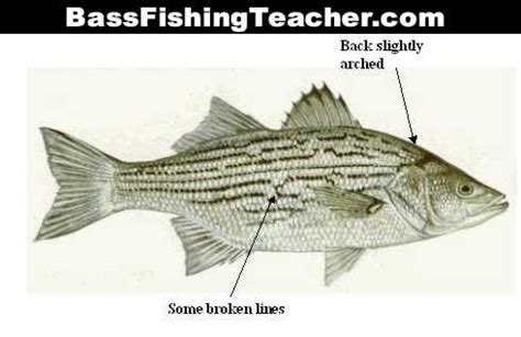 Hybrid Striped Bass Fishing - Bass Fishing Teacher