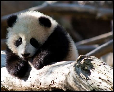 Baby Panda Eating[: Photo by Qtpiecourt | Photobucket | Panda bear ...