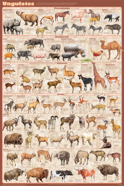 Ungulates - the hoofed animals - all families presented