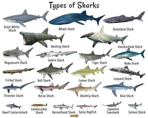 Shark Facts, Types, Classification, Habitat, Diet, Adaptations