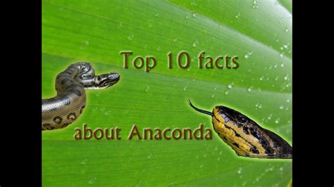 Top 10 facts about anaconda - YouTube