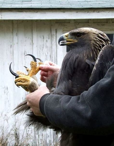 The Golden Eagle's talons can exert 440 pounds per square inch of ...