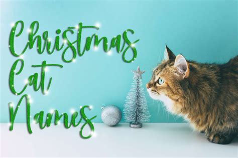 The Best 115 Christmas Cat Names For Your Bundle Of Joy