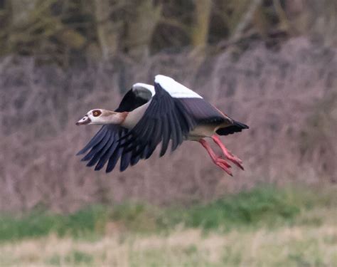 The Egyptian Goose (Alopochen aegyptiacus)