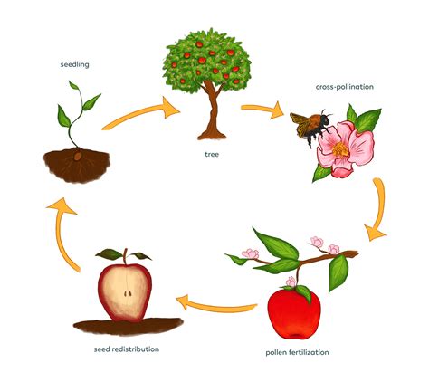 Pollination – Pollinator Quest