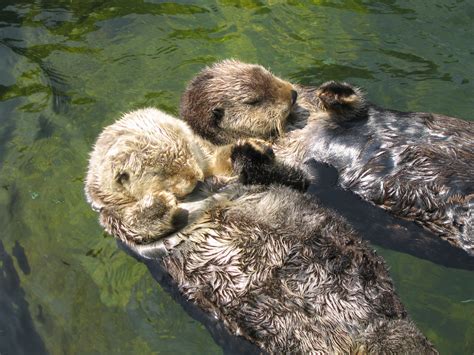 Sea Otters to Swim Freely in Southern California | Marine Science Today