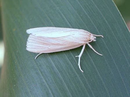 Southwestern Corn Borer Moth Trapping - UT Crops News