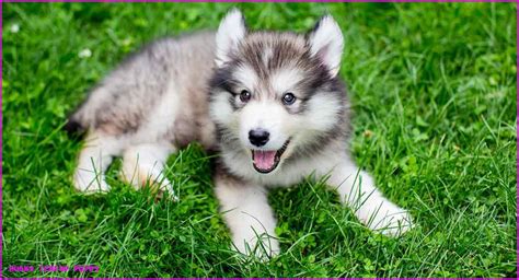 9 Unconventional Knowledge About Husky Teacup Puppy That You Cant Learn ...