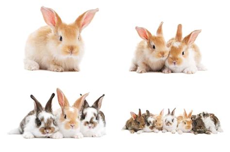 Pet Bunny Breeds