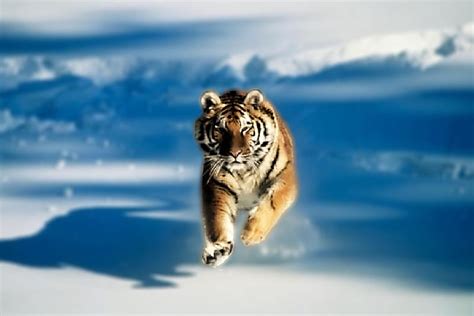 3d Animal Wallpapers