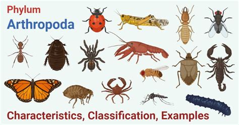 Bilateral Symmetry Arthropods - pic-mathematical