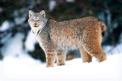 A Wild Lynx Appeared on My Friends’ Property—And Lived There for Weeks ...