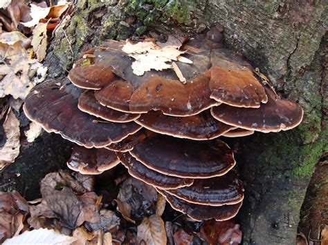 Wild Mushroom Foraging