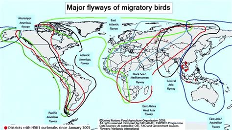 Map showing the global routes of migratory birds. | Download Scientific ...