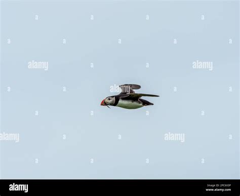 Puffin Bird Flying Stock Photo - Alamy