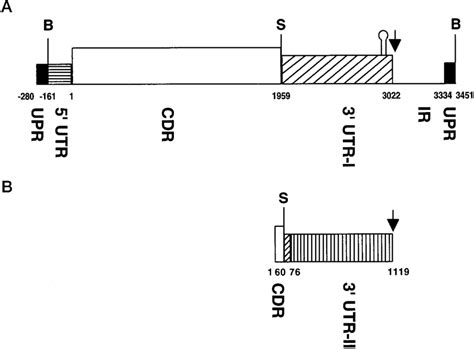 Schematic representation of the sequenced regions of the hsp70 gene ...