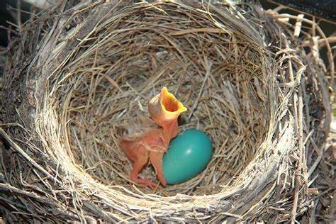 American Robin Bird Eggs