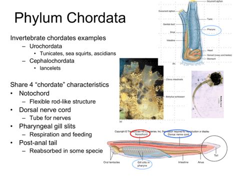 Phylum Chordata