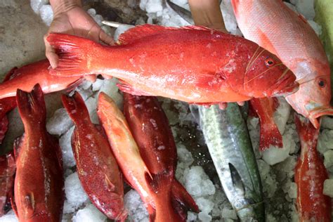 Ikan Karang di Laut Stoknya Mulai Menurun. Kenapa Bisa Terjadi ...