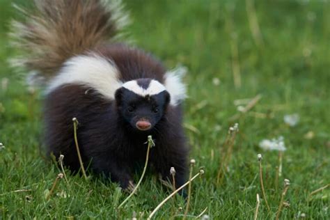 Can Skunks Climb Fences? How to Prevent Unwanted Visitors 2022