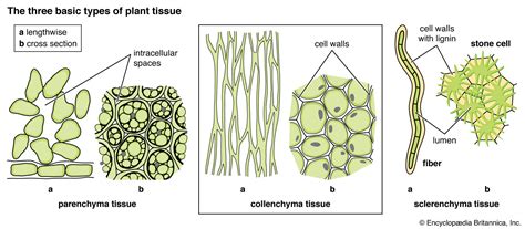 Parenchyma | Description & Function | Britannica