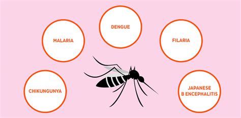 Fighting mosquito-borne diseases - EducationWorld Health & Nutrition