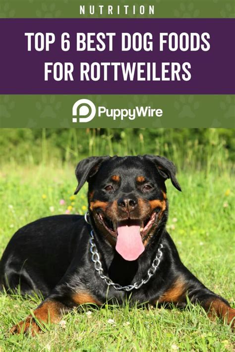 Best Dog Food for Rottweilers: (6 Recommended Picks in 2022) | Best dog ...