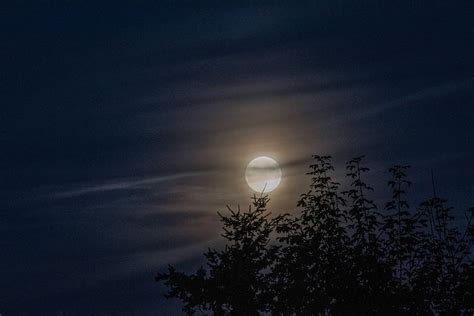 HD wallpaper: moon on sky photography, silhouette of trees at night ...