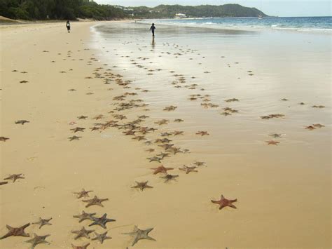 Free stock photo of starfish beach