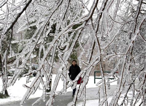 Battling frozen tree branches after ice storm