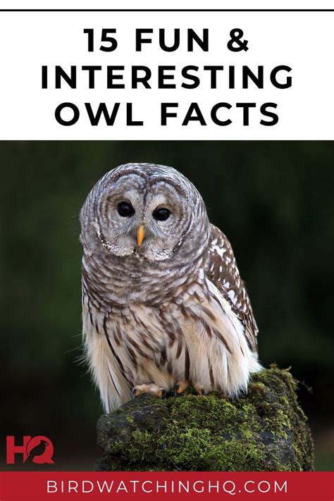 15 FUN & INTERESTING Facts About Owls! (2022) | Owl facts, Fun facts ...