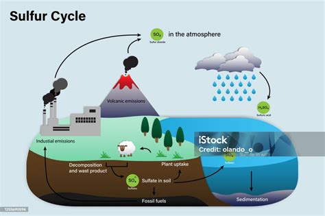 Diagram Of Sulfur Cycle Stock Illustration - Download Image Now ...