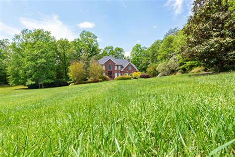 Tall Fescue Grass - How To Grow And Care For Tall Fescue In The Lawn