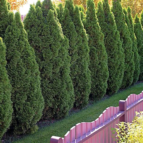 25 Best Evergreen Trees for Privacy and Year-Round Greenery