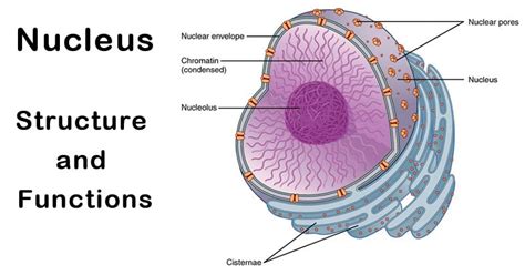 Nucleus: Structure and Functions - Overall Science