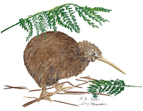 Nz Native Kiwi Bird Drawing by Christina Maassen