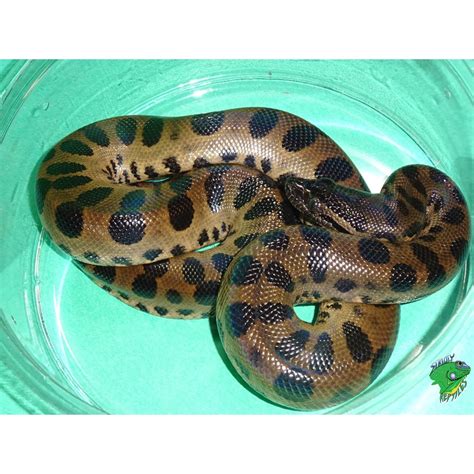 Green Anaconda – baby – Strictly Reptiles Inc.