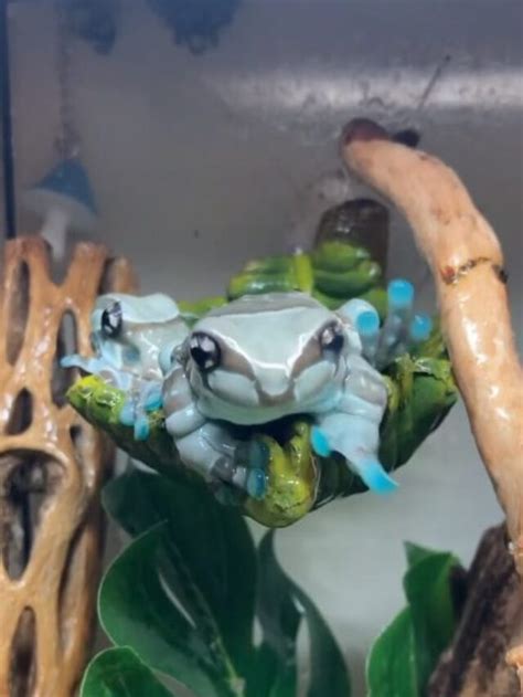 The Vibrant Amazon Milk Frog - Karmactive