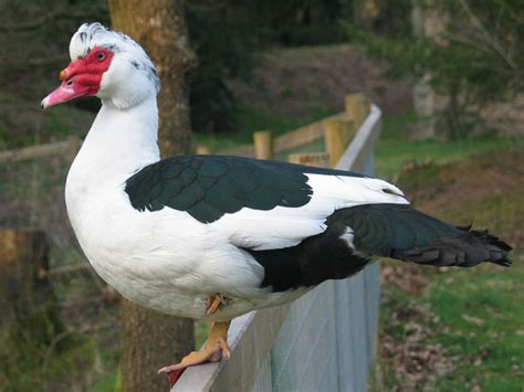 Muscovy duck - Wikipedia